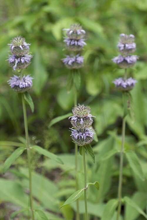Downy pagoda-plant: Common name: Downy Wood-Mint Species from Eastern North America Photographed in the Kathy Stiles Freeland Bibb County Glades Preserve, Bibb County Alabama