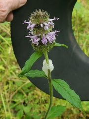 Downy pagoda-plant (Blephilia ciliata)
