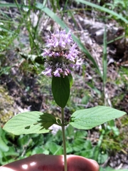 Downy pagoda-plant (Blephilia ciliata)