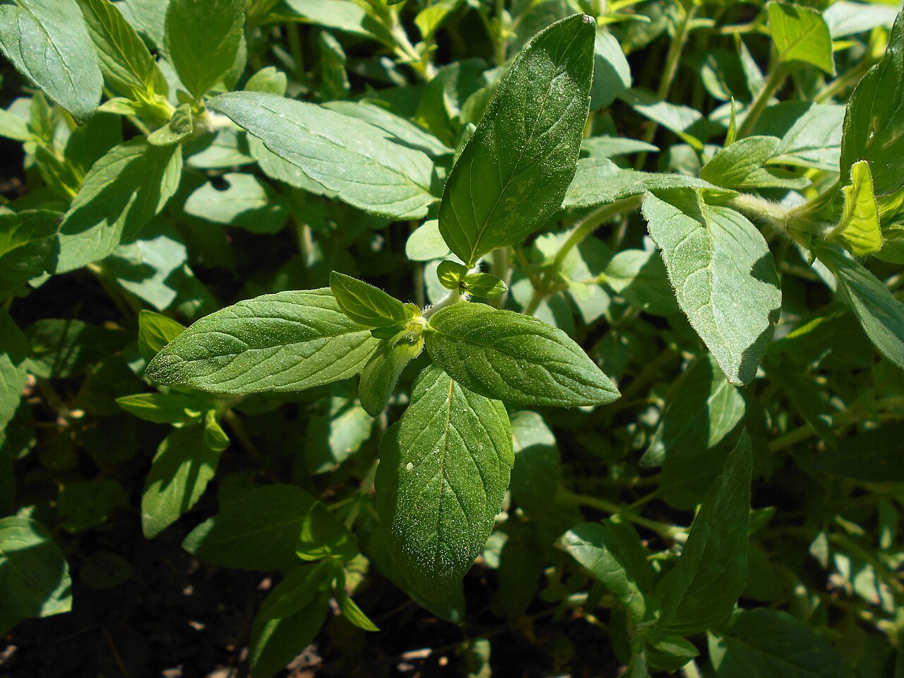 Downy pagoda-plant: Blephilia ciliata , Botanischer Garten Berlin.