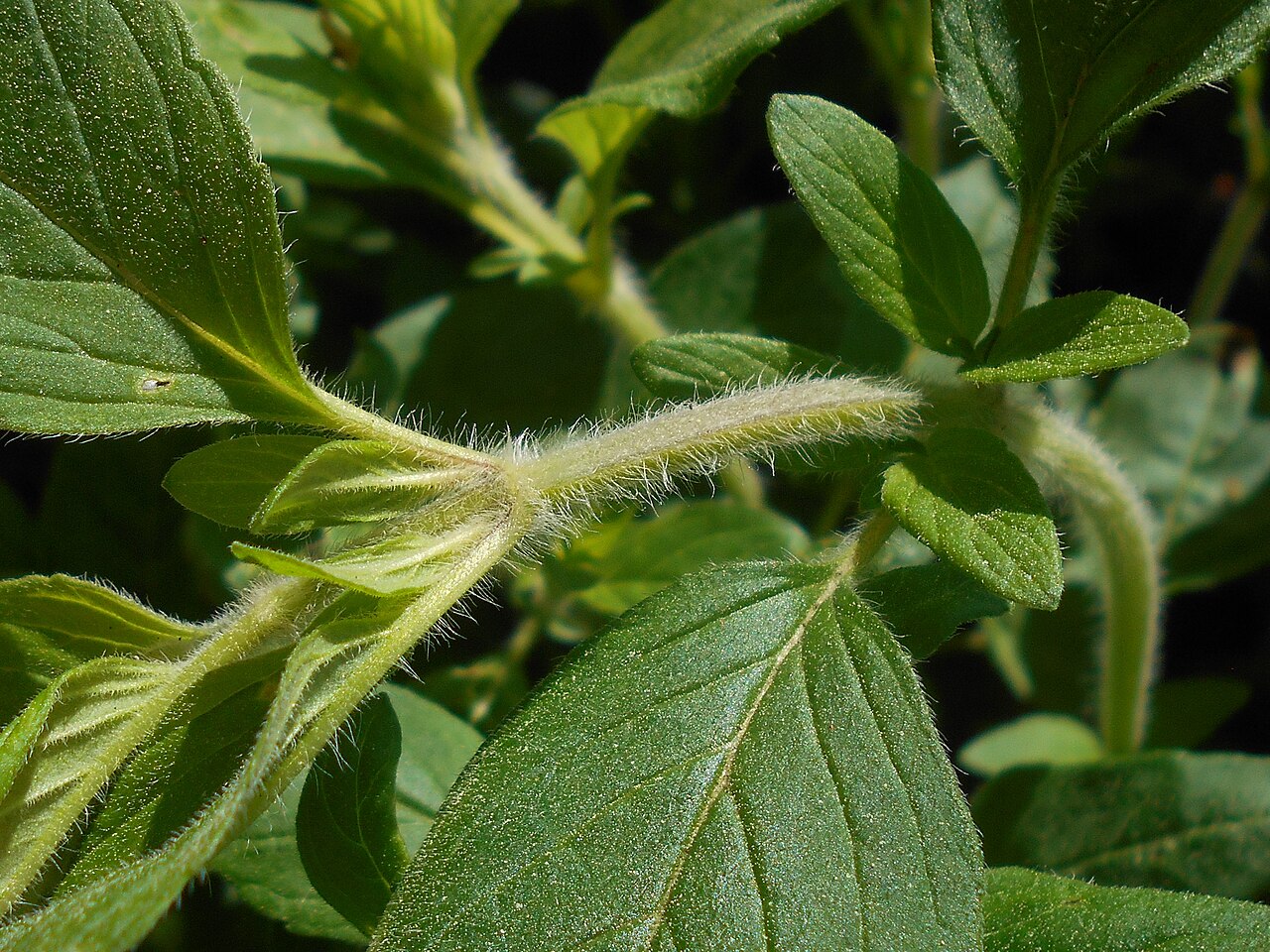 Downy pagoda-plant: Blephilia ciliata , Botanischer Garten Berlin.