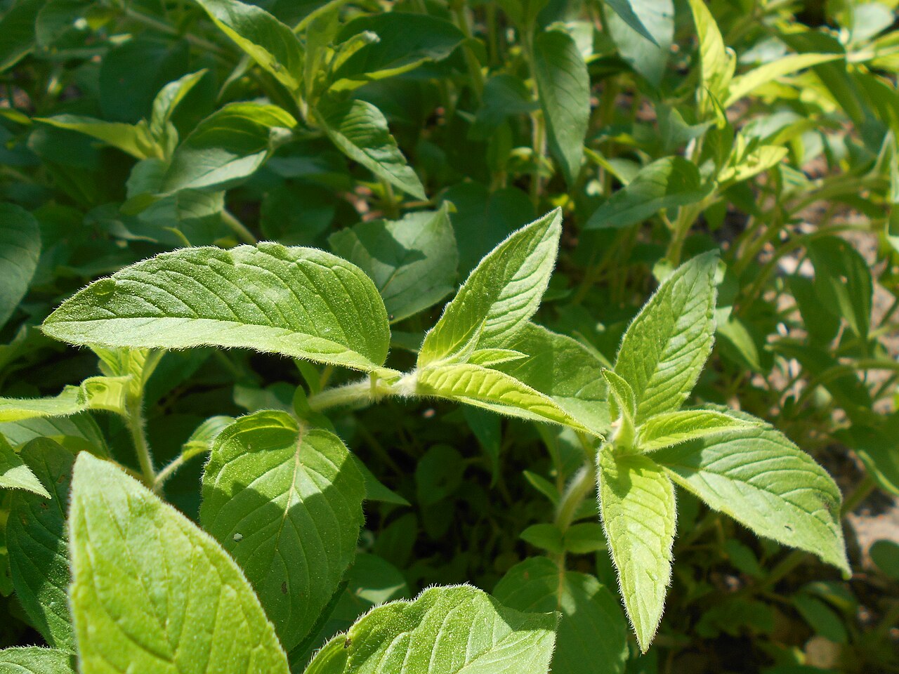 Downy pagoda-plant: Blephilia ciliata , Botanischer Garten Berlin.