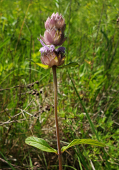 Downy pagoda-plant (Blephilia ciliata)