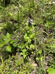 Downy pagoda-plant (Blephilia ciliata)
