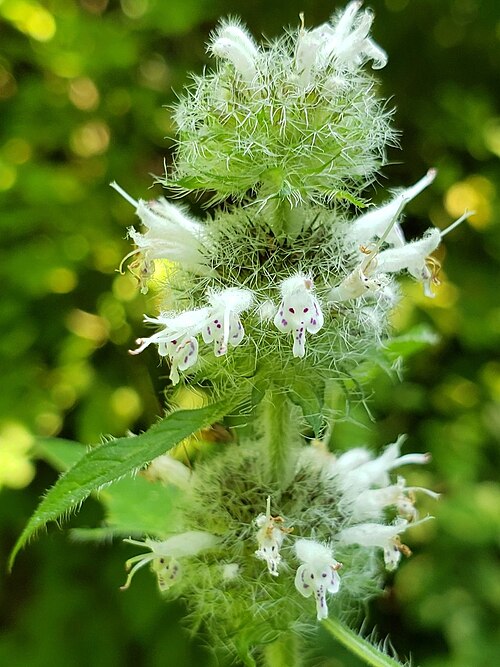Hairy pagoda-plant: Hairy wood mint inflorescence.
