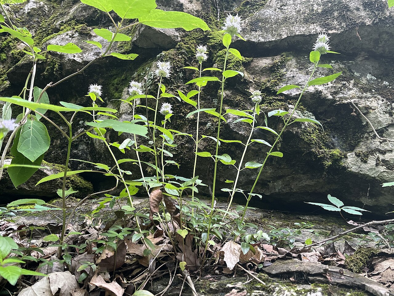 Cumberland pagoda-plant: Cumberland Wood Mint ( Blephilia subnuda ) in the United States