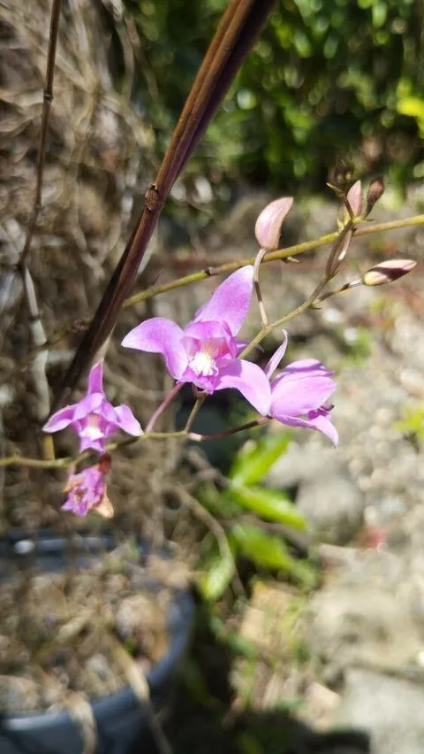 Pine-pink (Bletia purpurea)