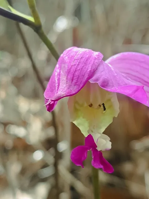 Pine-pink (Bletia purpurea)