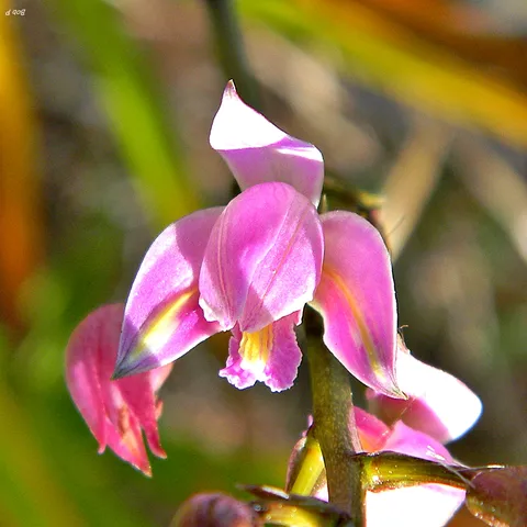 Pine-pink: Bletia purpurea just beginning to bloom in the pine flatwoods. This interesting terrestrial orchid has blossoms atop a long spike growing from an interesting pl