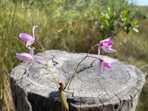 Pine-pink (Bletia purpurea)