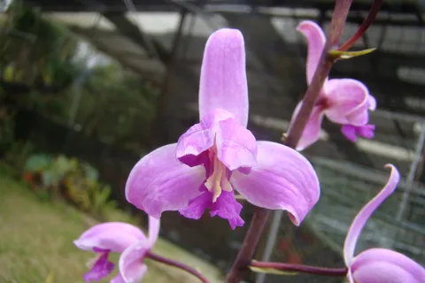 Pine-pink: Bletia purpurea