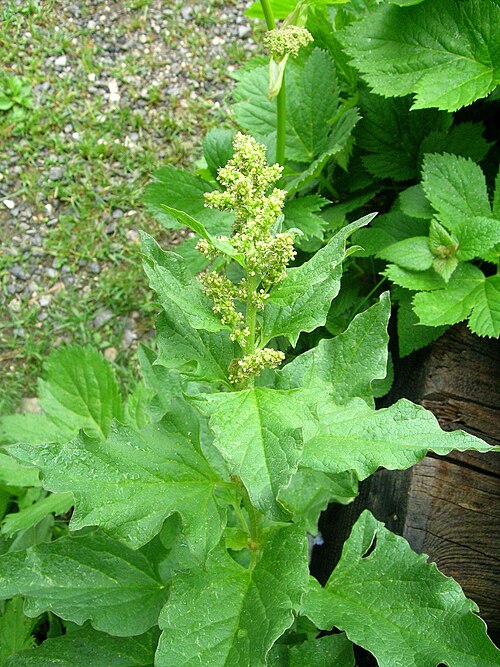 Good king henry: Guter Heinrich ( Chenopodium bonus-henricus ), Schynige Platte, Kanton Bern, Schweiz