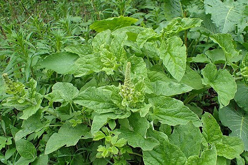 Good king henry: Blitum bonus-henricus on Vitosha Mt. near Aleko Hut, Bulgaria