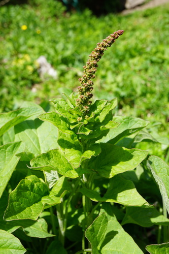 Good king henry (Blitum bonus-henricus)