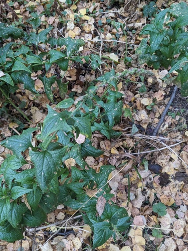 Good king henry (Blitum bonus-henricus)