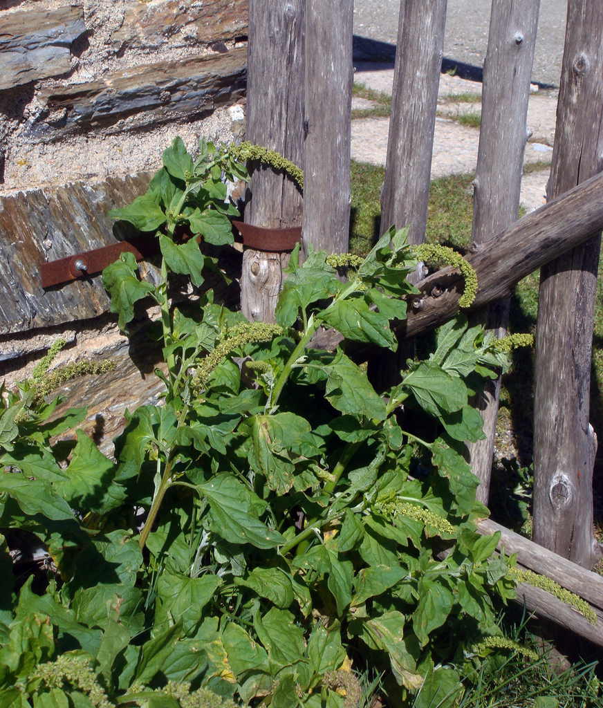 Good king henry (Blitum bonus-henricus)