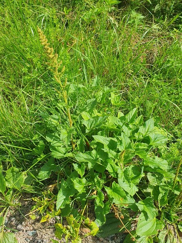 Good king henry (Blitum bonus-henricus)