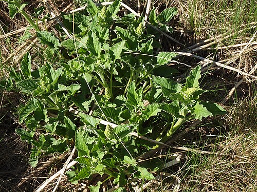 Good king henry: Chenopodium bonus henricus from an oromediterranean ouvala on Mt Orjen