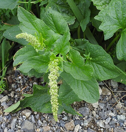 Good king henry: Good-King-Henry ( Blitum bonus-henricus ), Emerfeld, Germany