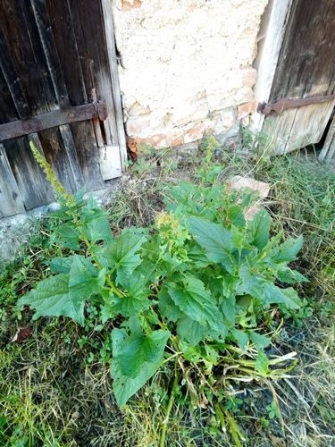 Good king henry (Blitum bonus-henricus)