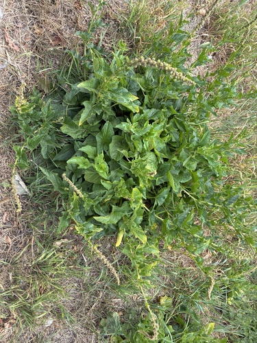 Good king henry (Blitum bonus-henricus)