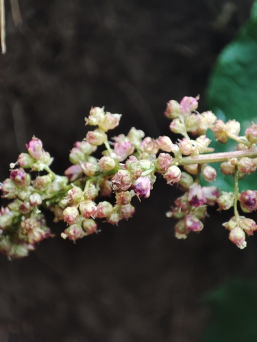 Good king henry (Blitum bonus-henricus)