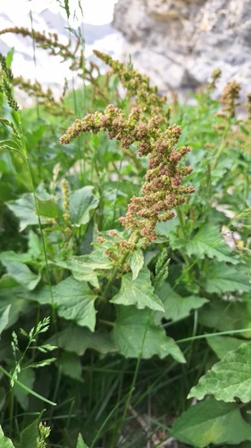 Good king henry (Blitum bonus-henricus)