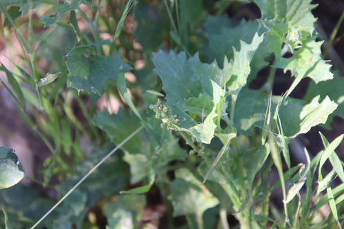 California goosefoot (Blitum californicum)