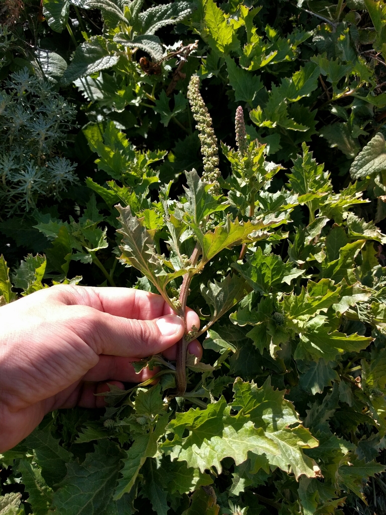 California goosefoot (Blitum californicum)