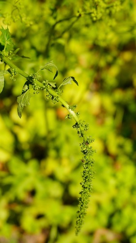 California goosefoot (Blitum californicum)
