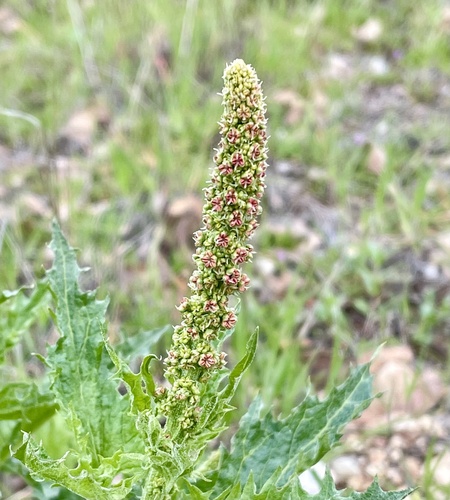 California goosefoot (Blitum californicum)