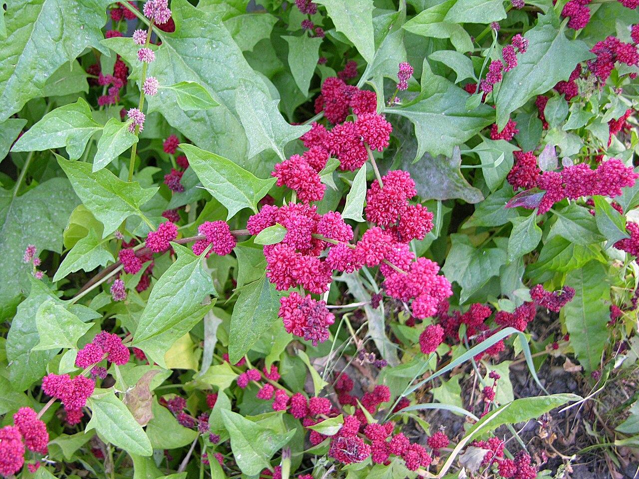 Strawberry blite: Picture of the Strawberry Blite ( Chenopodium capitatum ). Camera and Exposure Details: Camera: Nikon Coolpix 8700 Lens: Nikon Zoom Nikkor ED 8.9-71.2mm 1:2.8-4