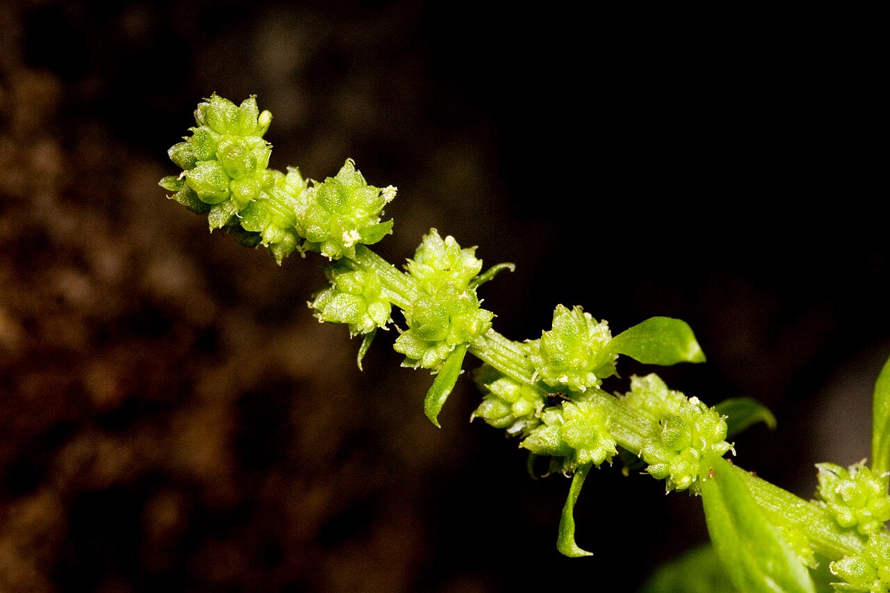 Strawberry blite: Chenopodium capitatum , Three Rivers Trail, Sierra Blanca, Lincoln County, New Mexico, 20 Jul 2010.