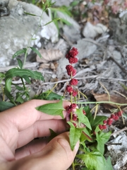 Strawberry blite (Blitum capitatum)