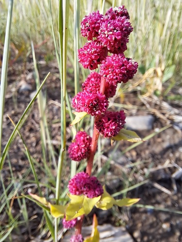 Strawberry blite (Blitum capitatum)