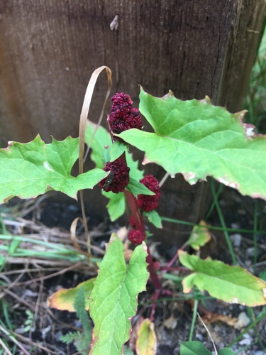 Strawberry blite (Blitum capitatum)