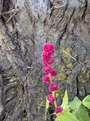 Strawberry blite (Blitum capitatum)