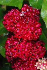 Strawberry blite (Blitum capitatum)