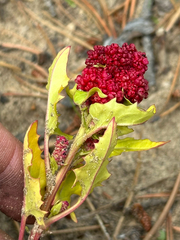 Strawberry blite (Blitum capitatum)