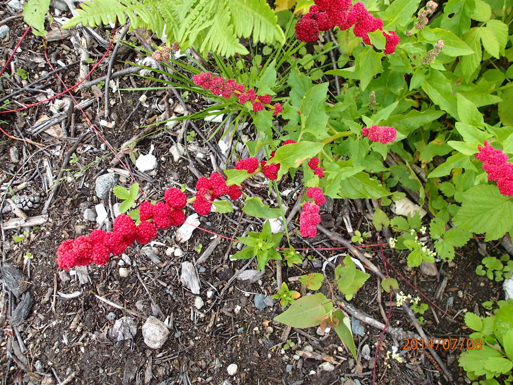 Strawberry blite (Blitum capitatum)