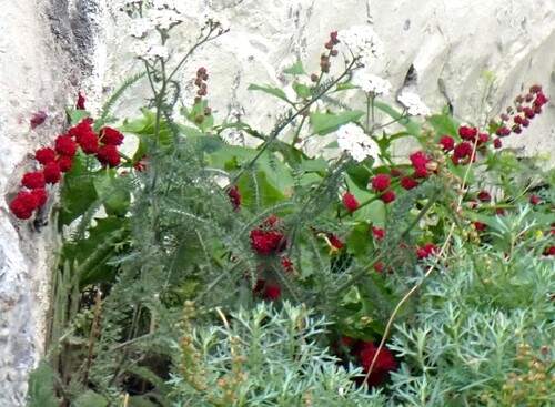 Strawberry blite (Blitum capitatum)