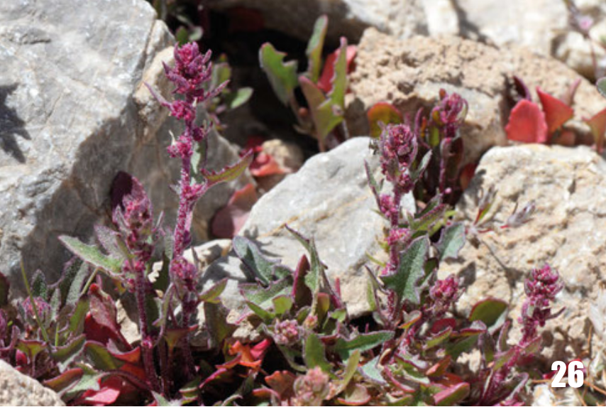 Blitum litwinowii: Chenopodium litwinowii, Tajikistan.
