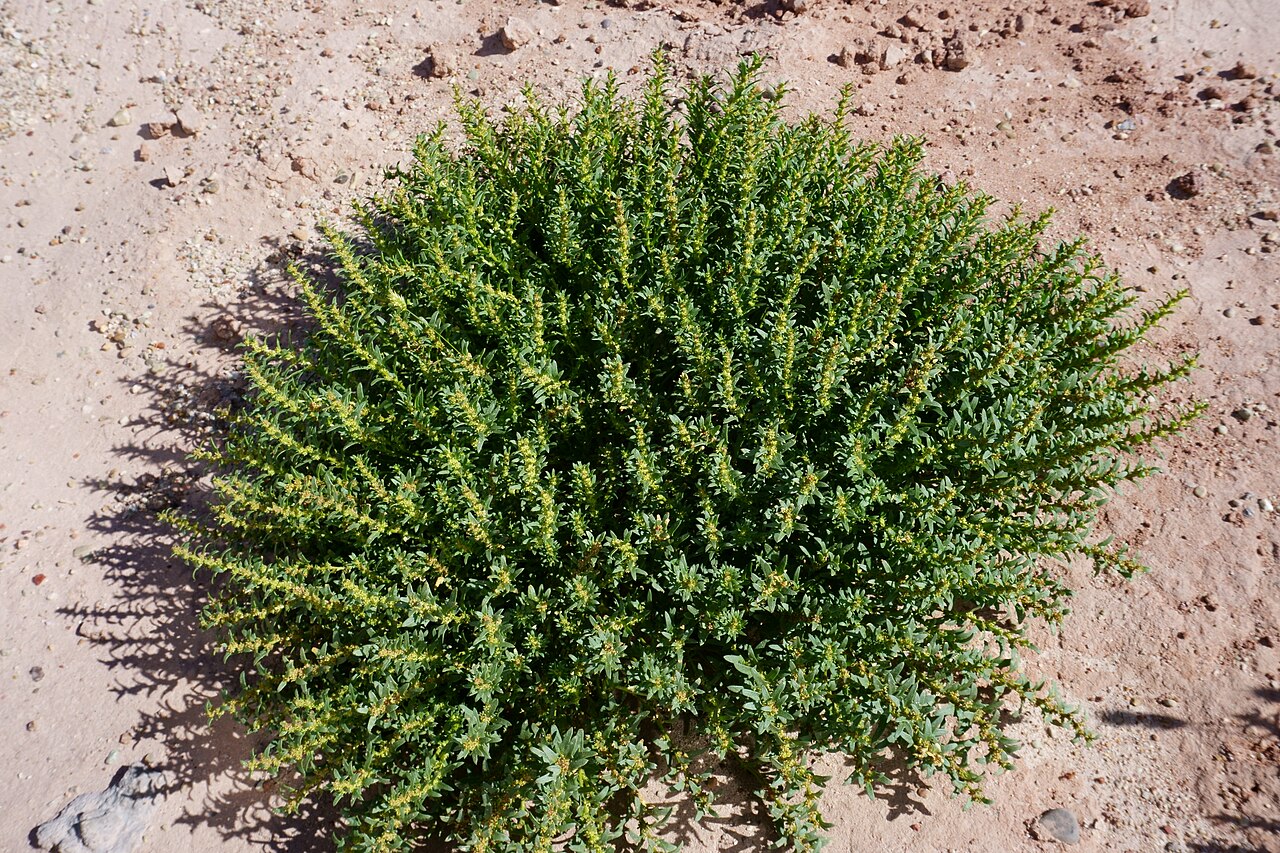 Nuttall's poverty-weed: Figure 4 b; Amaranthacaeae, Amaryillidaceae, Anacardiaceae, and Apiaceae. Photos by P.C. Sokoloff. Blitum nuttallianum, habit (Sokoloff et al. 1320).
