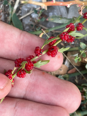 Leafy goosefoot (Blitum virgatum)