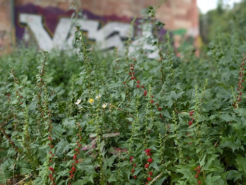 Leafy goosefoot (Blitum virgatum)