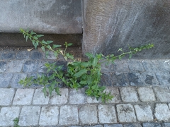 Leafy goosefoot (Blitum virgatum)