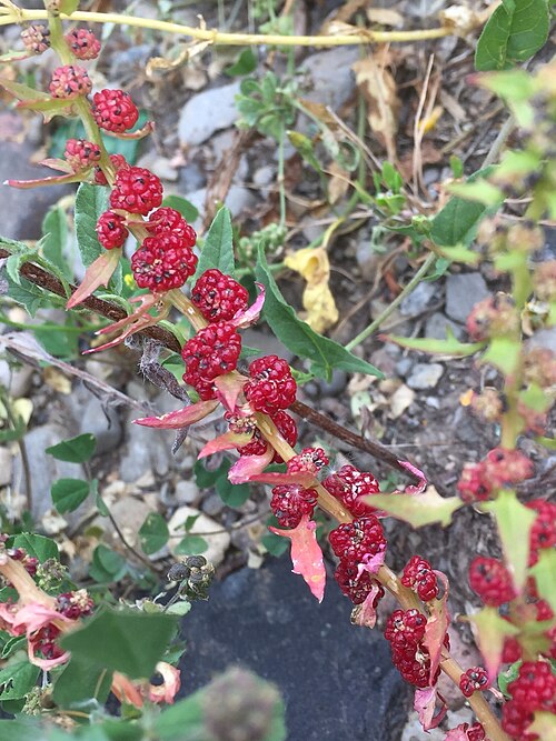 Leafy goosefoot: Strawberry Goosefoot