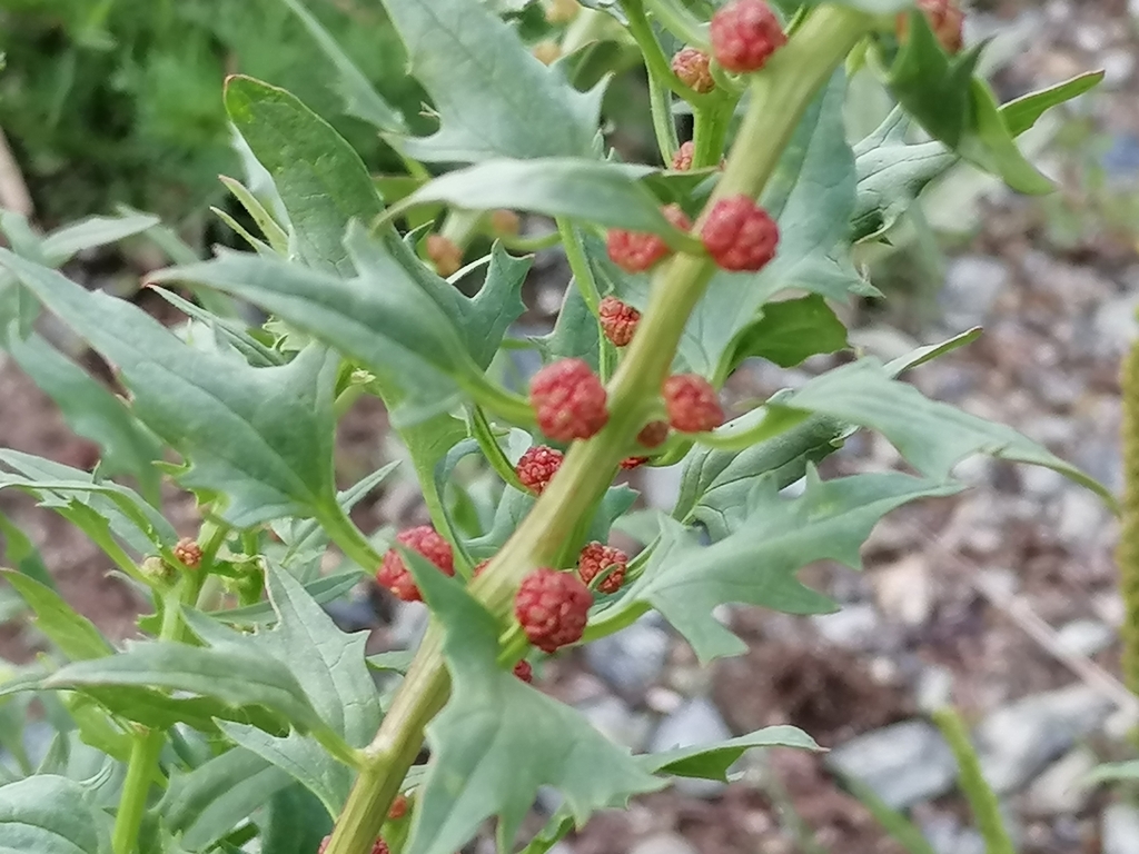 Leafy goosefoot (Blitum virgatum)
