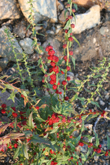 Leafy goosefoot (Blitum virgatum)
