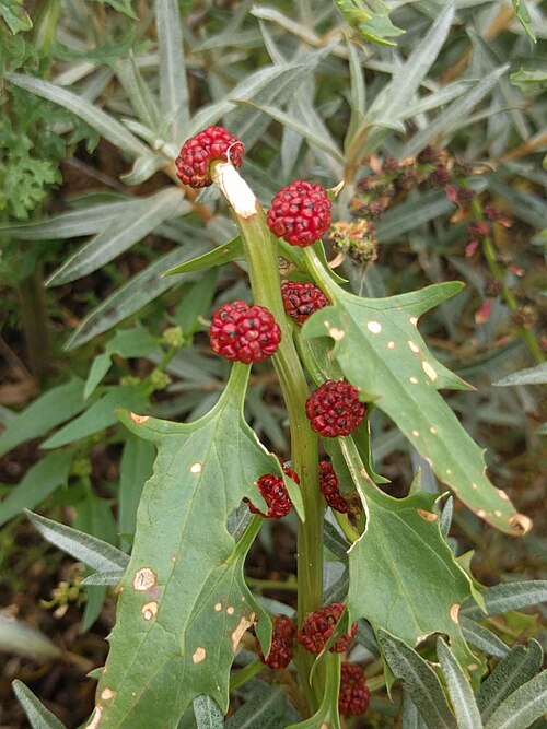 Leafy goosefoot: Strawberry Goosefoot